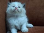 Persian Kittens