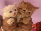 Percian Kittens