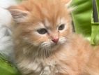 Persian Kitten