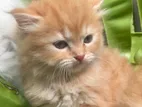 Persian Kitten