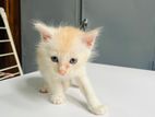 Persian Mixed Kittens for Kind Home