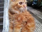 Persian Cat