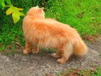 Ginger Male Cat