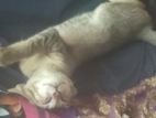 Cat for Kind Home