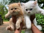 Persian Cat