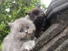 Persian Cat