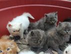 Persian Cat
