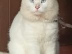 Persian Cat