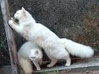 Persian Cat