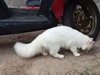 Persian Cat