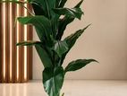 Money Plant