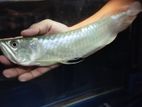 Perfect Silver Arowana Fish