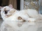 Persian Cat