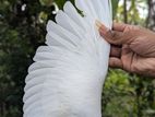 Pegions