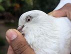 Pigeon