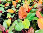 Sunlight Philodendron Plant