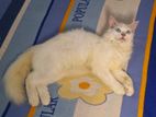 Perisan Cat