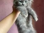 Perisan Kittens