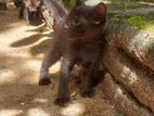 Persian Mixed Cats