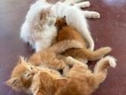 Perisian Cat with Kittens