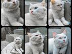 Persian Cat
