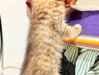 Perisan Cat