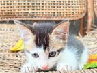 Perison Mixed Kittens