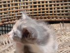 perison mixed crose kittens