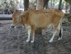 பெரிய இன பசு நாம்பன் கண்றும்