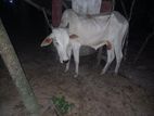 பெரிய நாம்பன் மாடு
