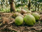 பெரிய தேங்காய்