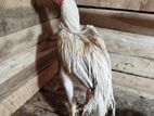 Parrot Beak Rooster