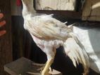 Parrot Beak Rooster