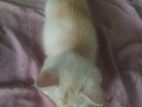 Persian Kitten Male
