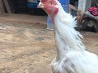 Parrot Beak Rooster