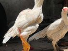 Aseel Rooster