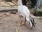 Perrot Nose Long Tail Rooster