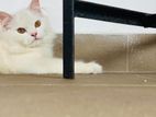 Persain cat
