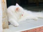 Persian Cat