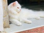Persain cat
