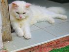 Persian Cat