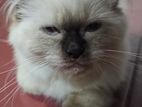 Himalayan Cat