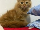 Persian Cat