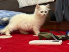 Persian Cat