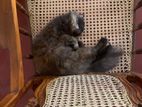 Persian Cat For Boarding