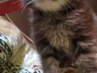 Persian Cat