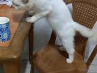 Persian Cat