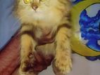 Persian Kitten