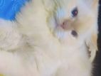 Persian Cats