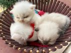 Persian Kitten